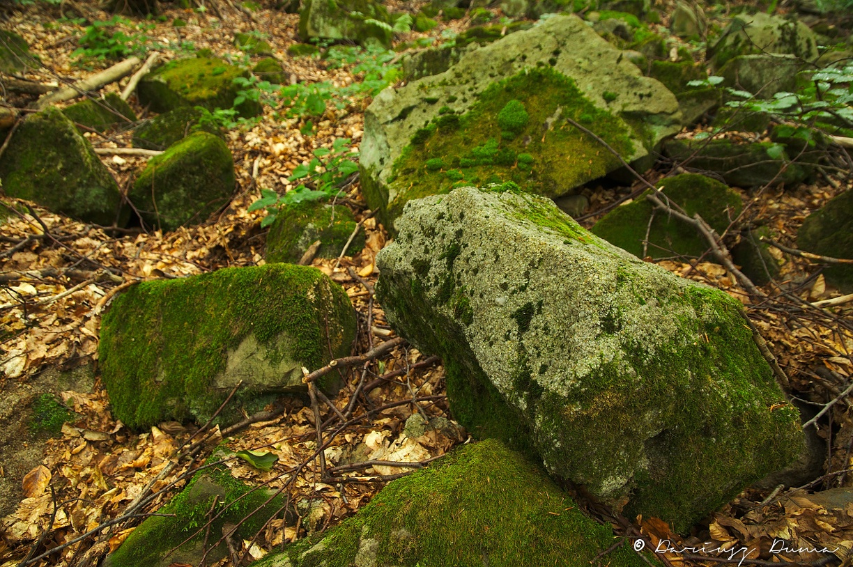 DSC_0653.jpg
