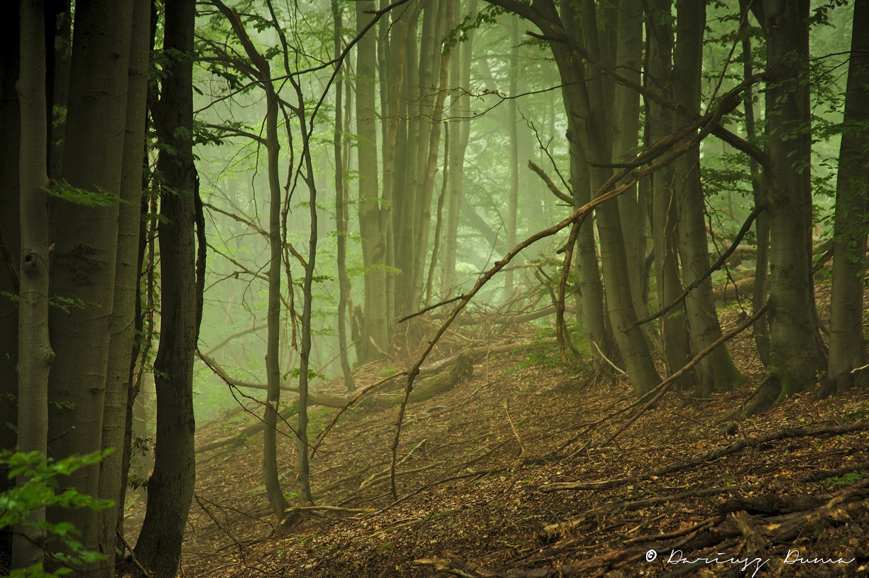 DSC_0678.jpg