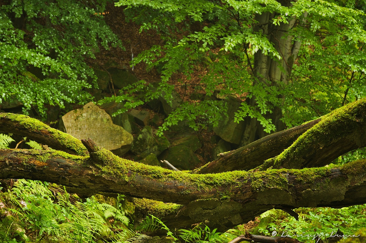 DSC_0687.jpg