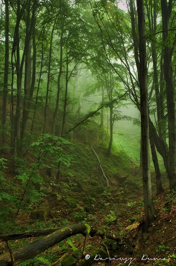 DSC_0705.jpg