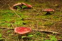 beskid niski