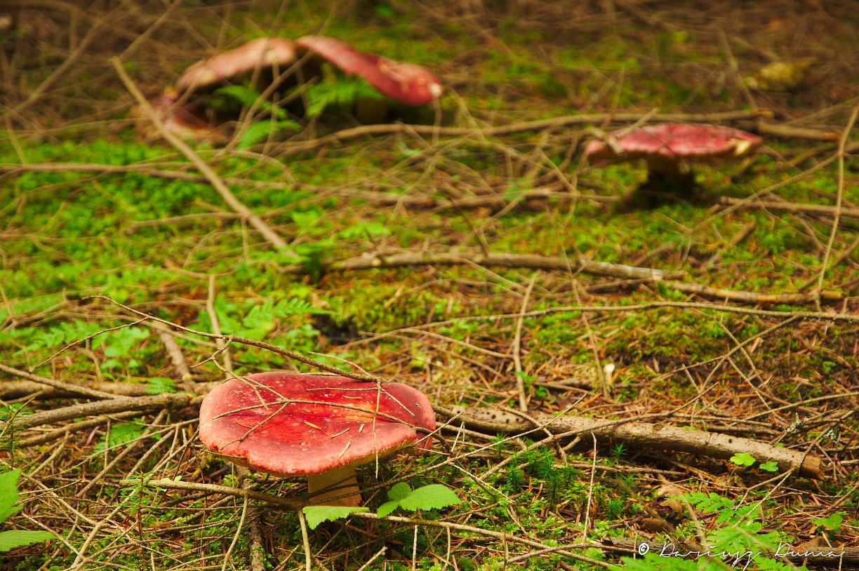 DSC_0735.jpg