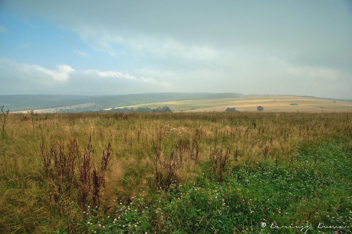 DSC_0774.jpg