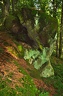 beskid niski