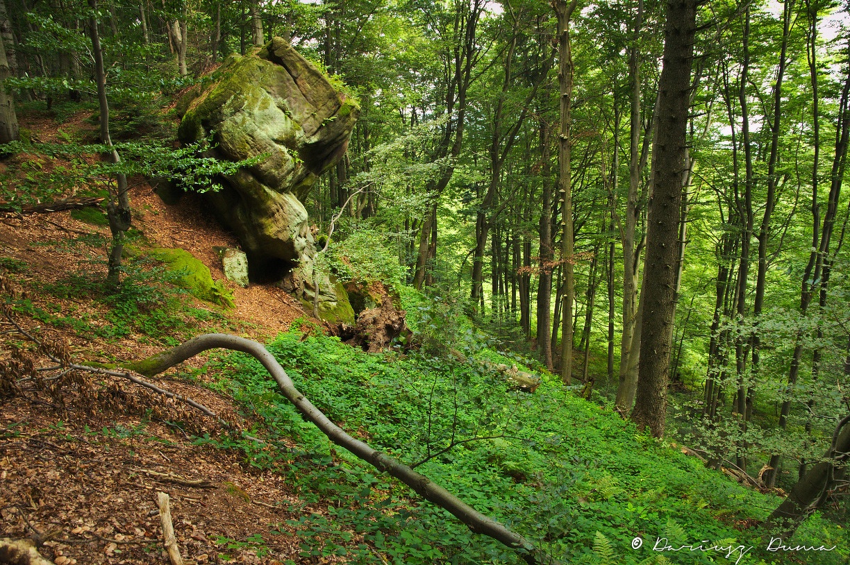 DSC_0824.jpg