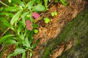 beskid niski
