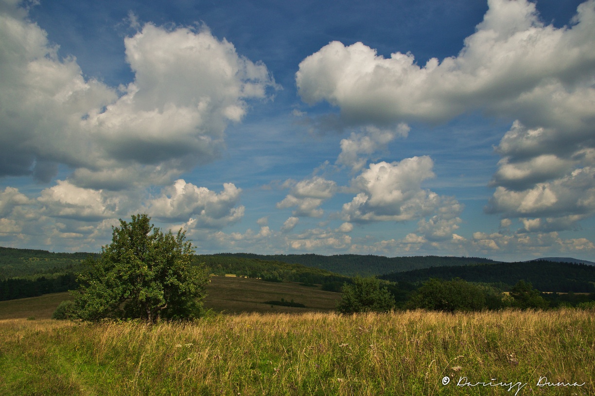DSC_0850.jpg