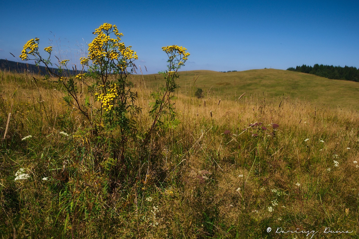 DSC_0961.jpg