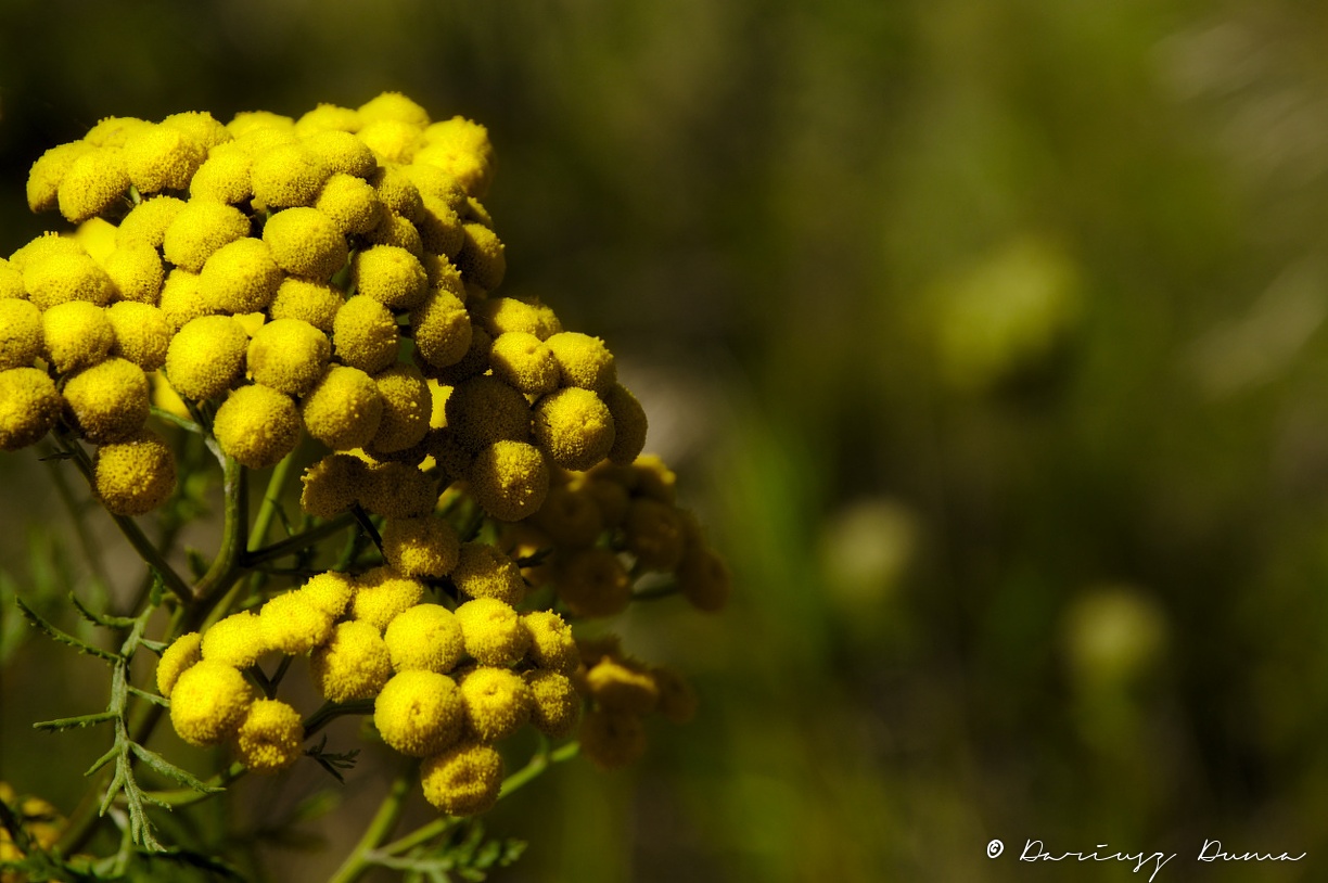 DSC_0964.jpg
