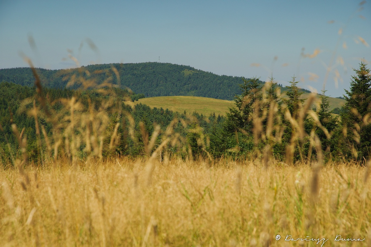 DSC_0977.jpg