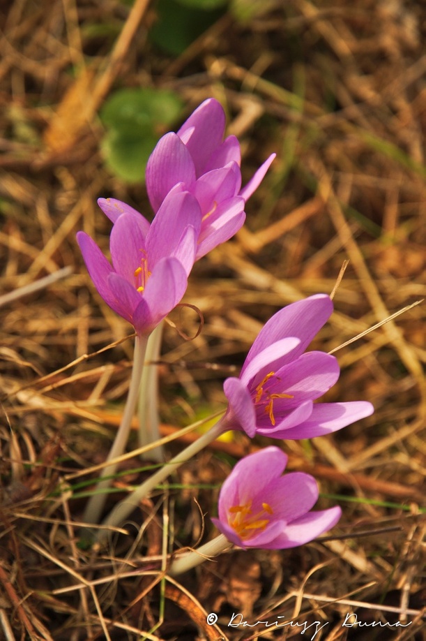 DSC_1043.jpg