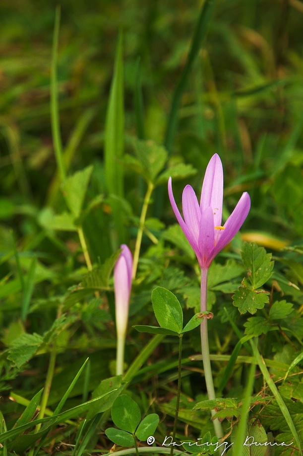 DSC_1035_01.jpg