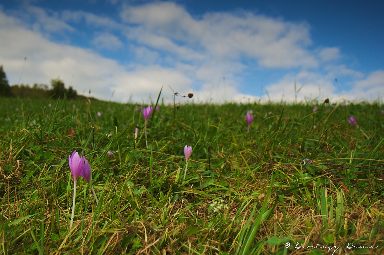 DSC_1037.jpg