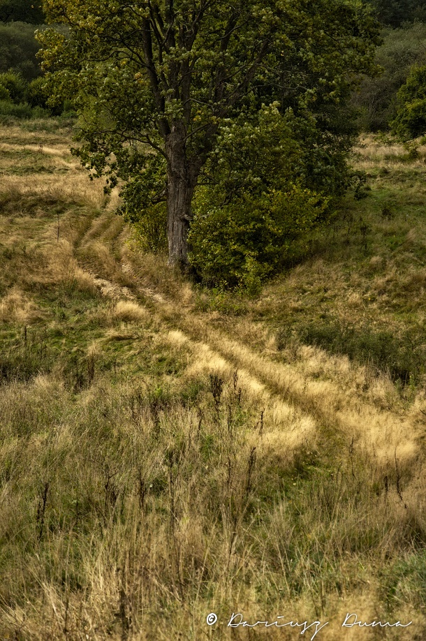 DSC_1213.jpg