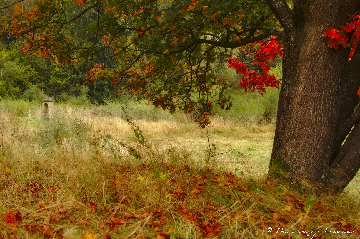 DSC_1231.jpg