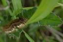 P5250155