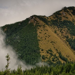 Grześ